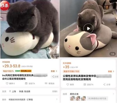 猫猫也用情趣用品?这届铲屎官太野了!